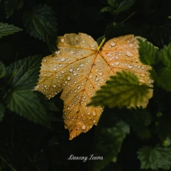 Cover art for Dancing Leaves, Dawn Huntley