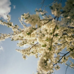 Cover art for Луги, SadSvit & Do Sliz